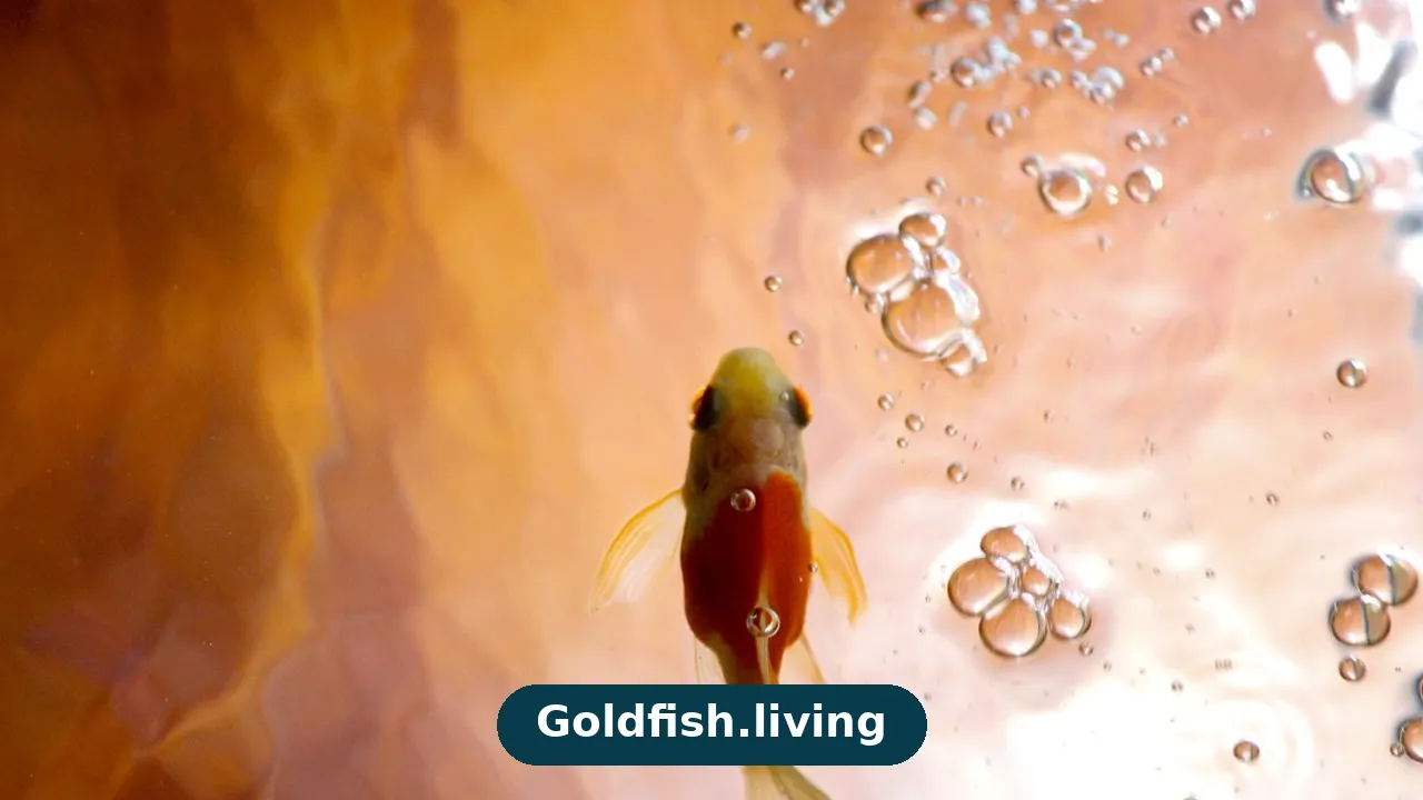 Do Goldfish Need an Air Pump? When Yes, When No