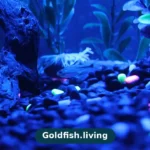 Do Goldfish Need Light at Night? The Short Answer
