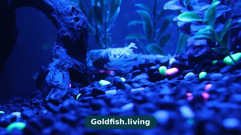 Do Goldfish Need Light at Night? The Short Answer