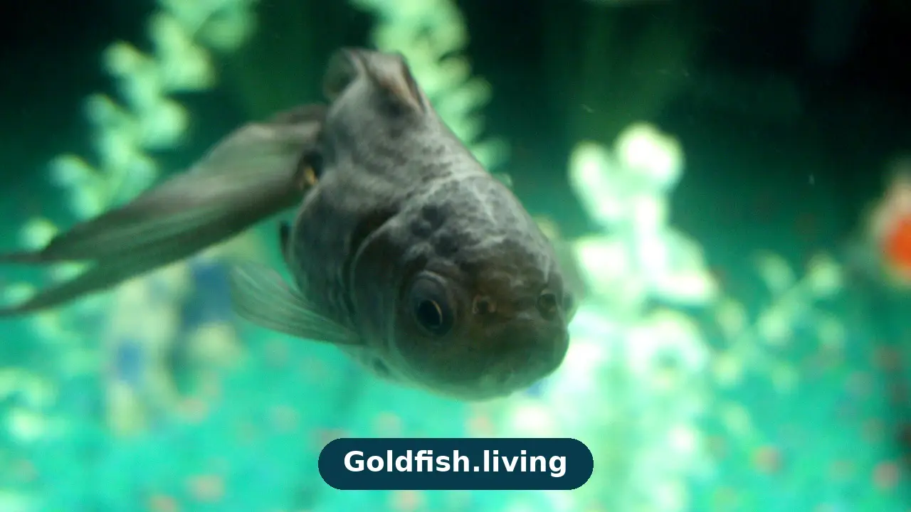Do Goldfish Sleep? How Goldfish Rest and Relax