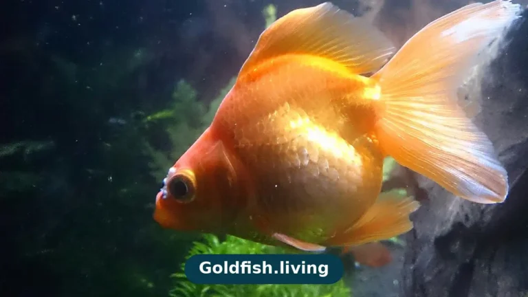 Fantail Goldfish Care Guide: Tank, Diet & Health