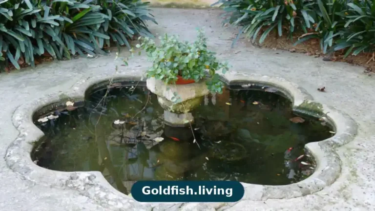 Is Distilled Water Safe for Goldfish?