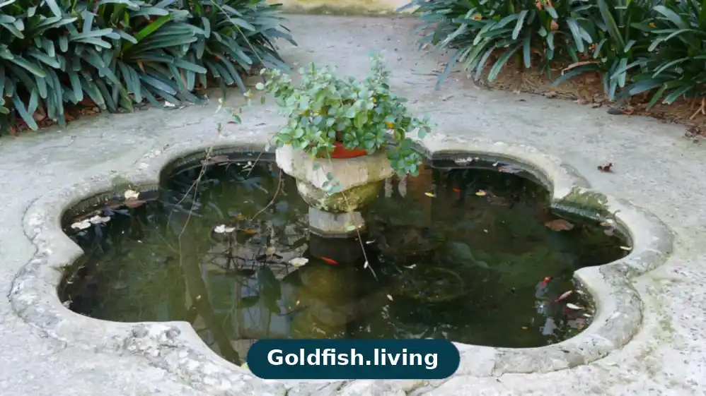 Is Distilled Water Safe for Goldfish?