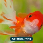 Goldfish Dropsy: Pinecone Scales, Causes and Choices