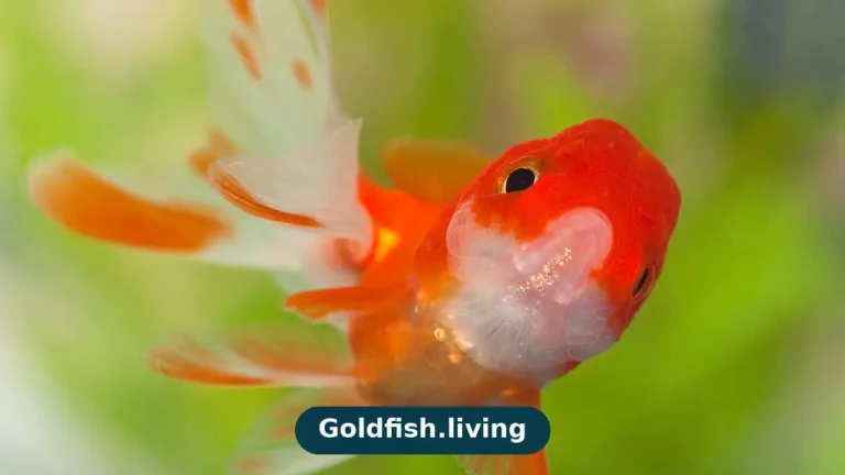 Goldfish Dropsy: Pinecone Scales, Causes and Choices