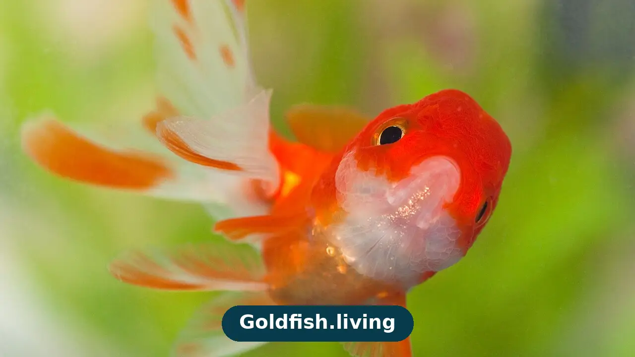 Goldfish Dropsy: Pinecone Scales, Causes and Choices