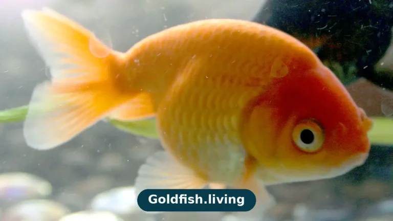 Goldfish Fin Rot Treatment: Causes and Healing
