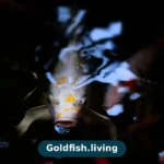 Goldfish Gasping at the Surface? Causes and Fixes