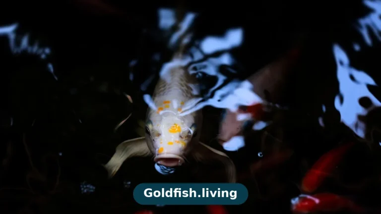 Goldfish Gasping at the Surface? Causes and Fixes