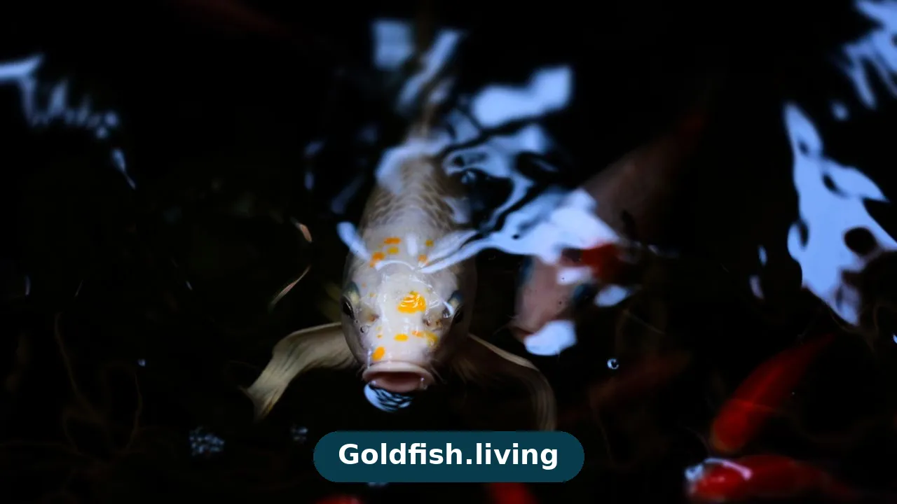 Goldfish Gasping at the Surface? Causes and Fixes