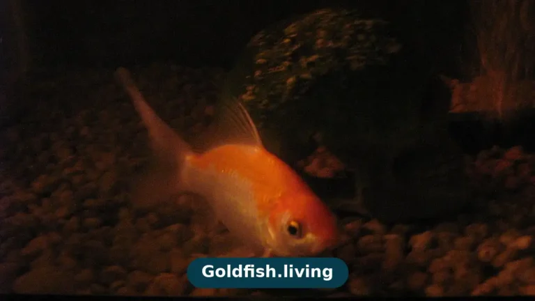 Goldfish Laying on Bottom of Tank: Causes and Fixes
