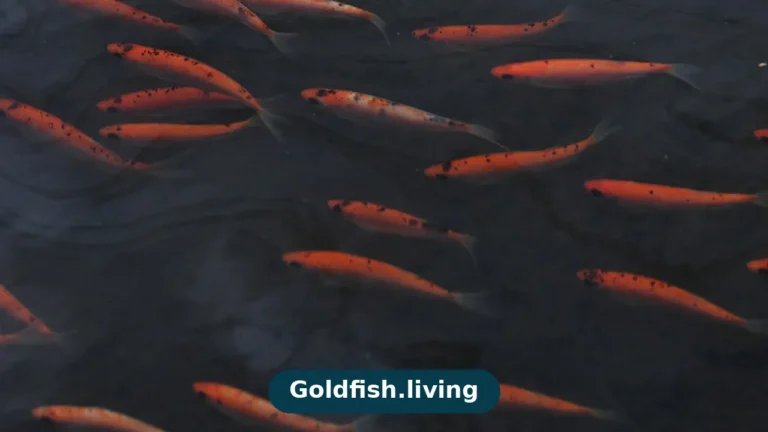 Goldfish Lifespan: How Long Do Goldfish Live?