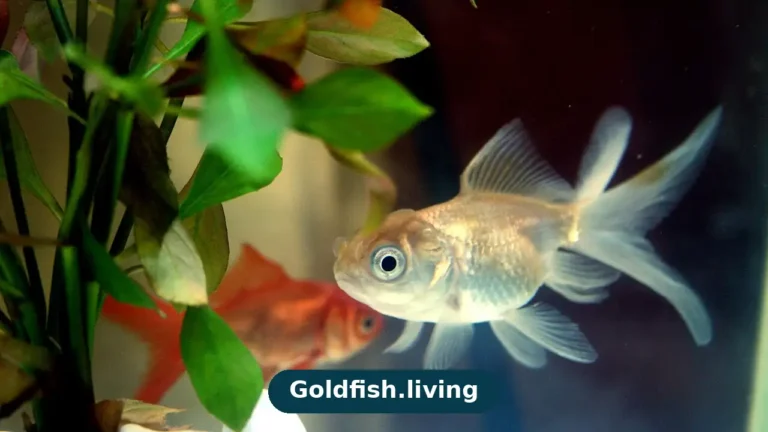 Goldfish Not Eating? Causes and What to Do