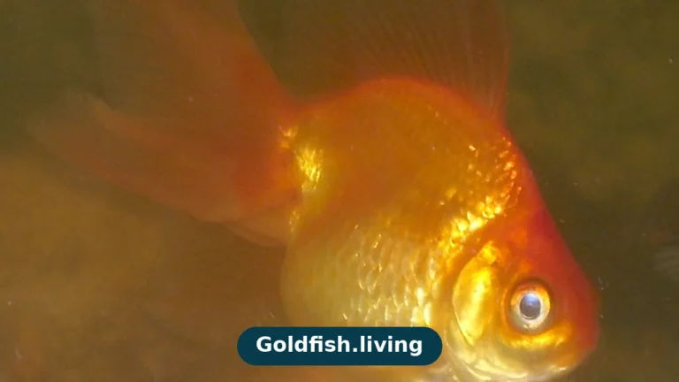 Best Food for Goldfish: Pellets vs Flakes