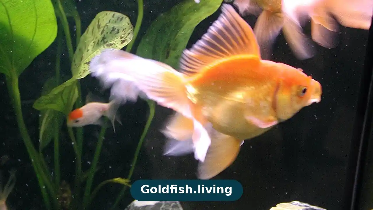 Goldfish with swim bladder disease in an aquarium