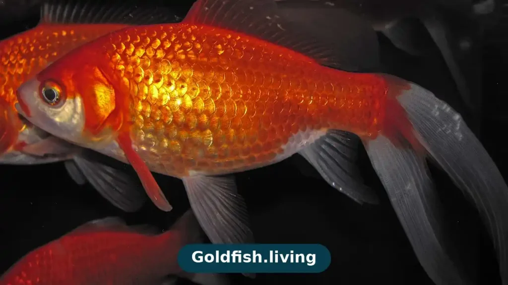 Illustration of two goldfish swimming in a bright planted aquarium