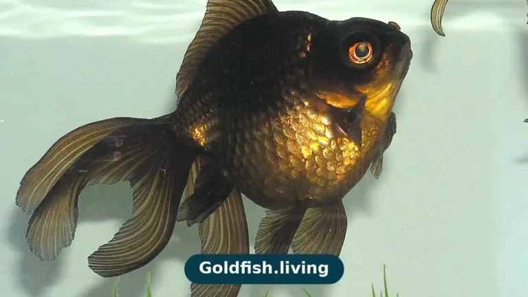 Goldfish Water Temperature: The Ideal Range for Healthy Fish
