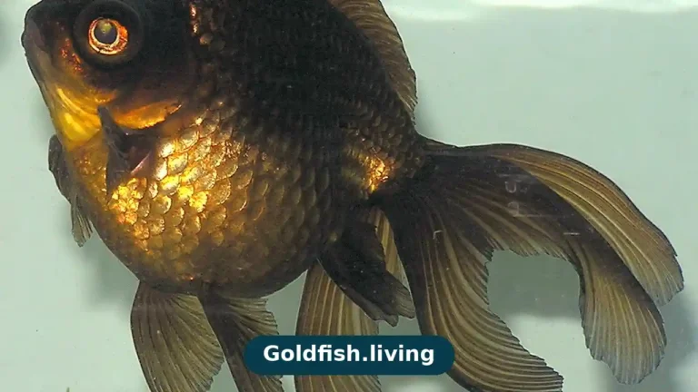 Goldfish Water Testing Schedule: Ammonia, Nitrite & Nitrate