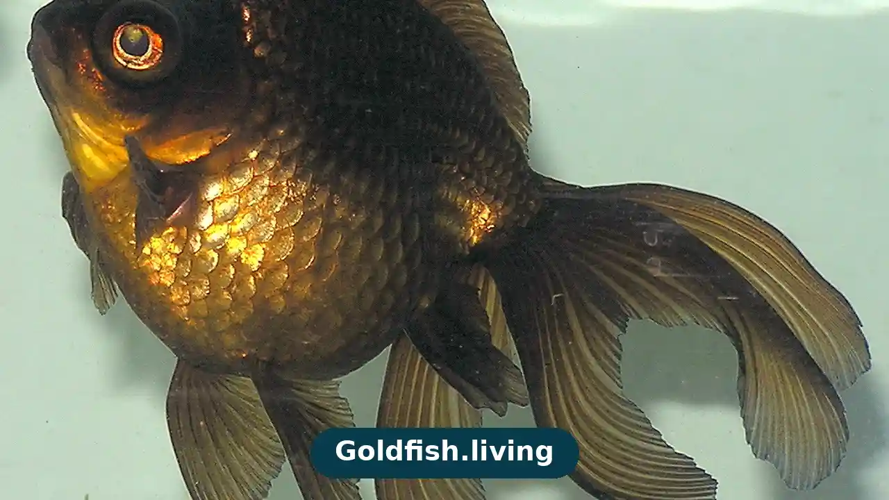 Goldfish Water Testing Schedule: Ammonia, Nitrite & Nitrate