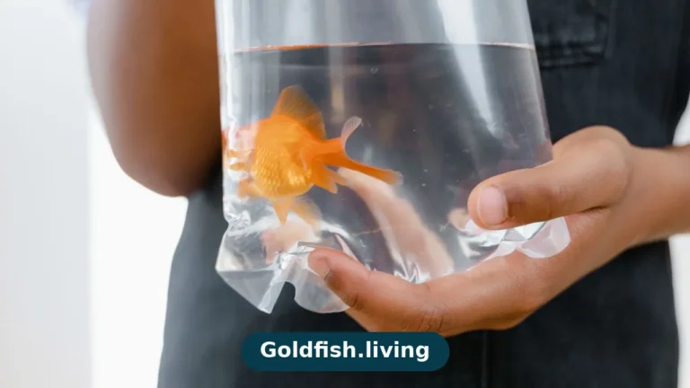 How Big Can Goldfish Get? Size by Environment
