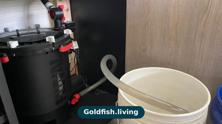 How Often Should You Change Goldfish Tank Water?