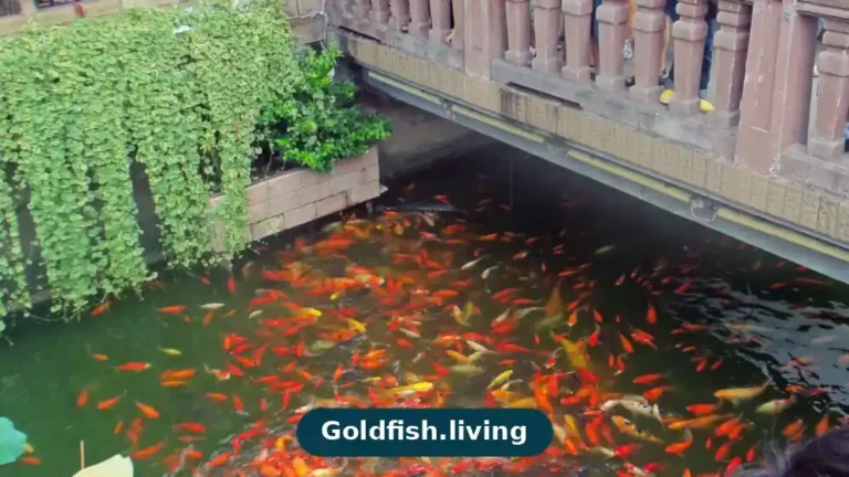 How Often Should You Feed Goldfish?