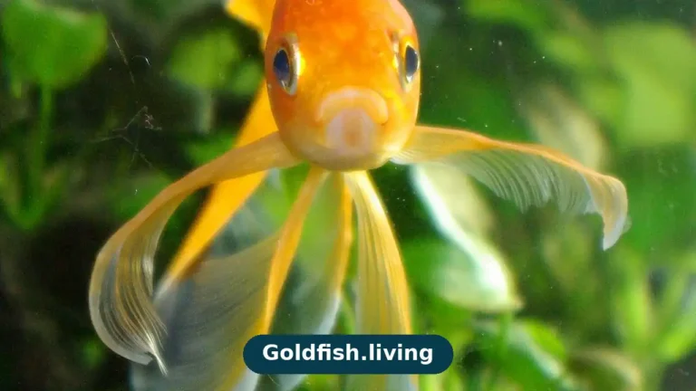 How Smart Is a Goldfish? Memory & Intelligence
