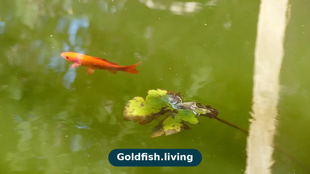 Can Goldfish Live in Outdoor Ponds?