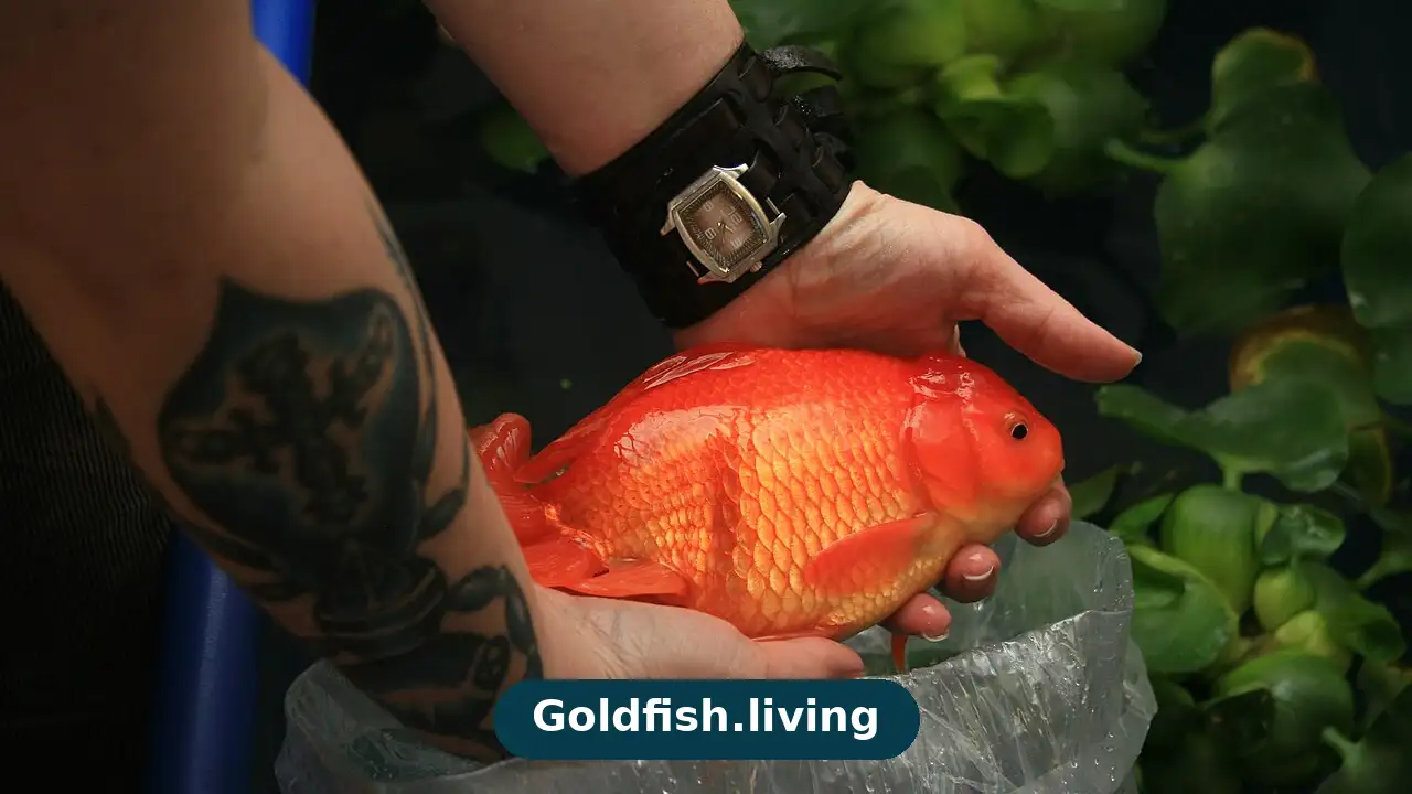 Orange oranda goldfish with a prominent wen