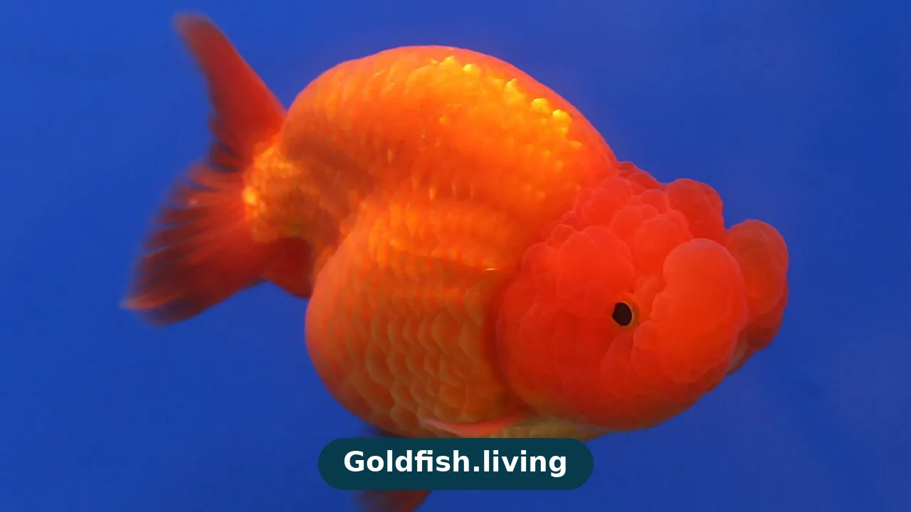 Ranchu Goldfish Care Guide: Tank, Feeding & Health