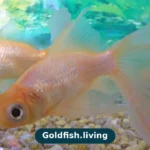 Sand vs Gravel for Goldfish: Which Substrate Is Safer?