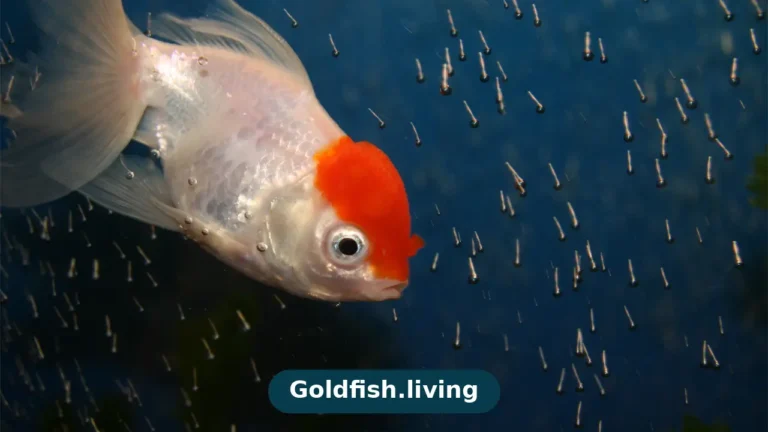 What Do Goldfish Eat? Complete Diet Guide