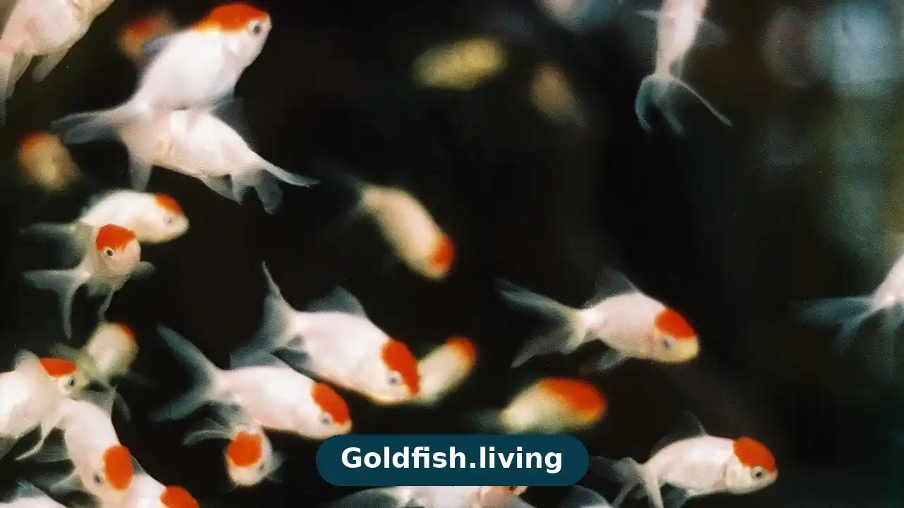 What Do Goldfish Fry Eat? Baby Goldfish Feeding Guide