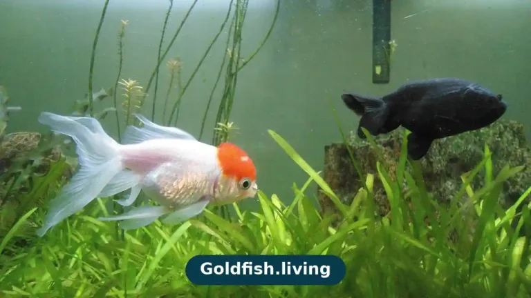 Goldfish Tank Mates: Safe Fish to Choose