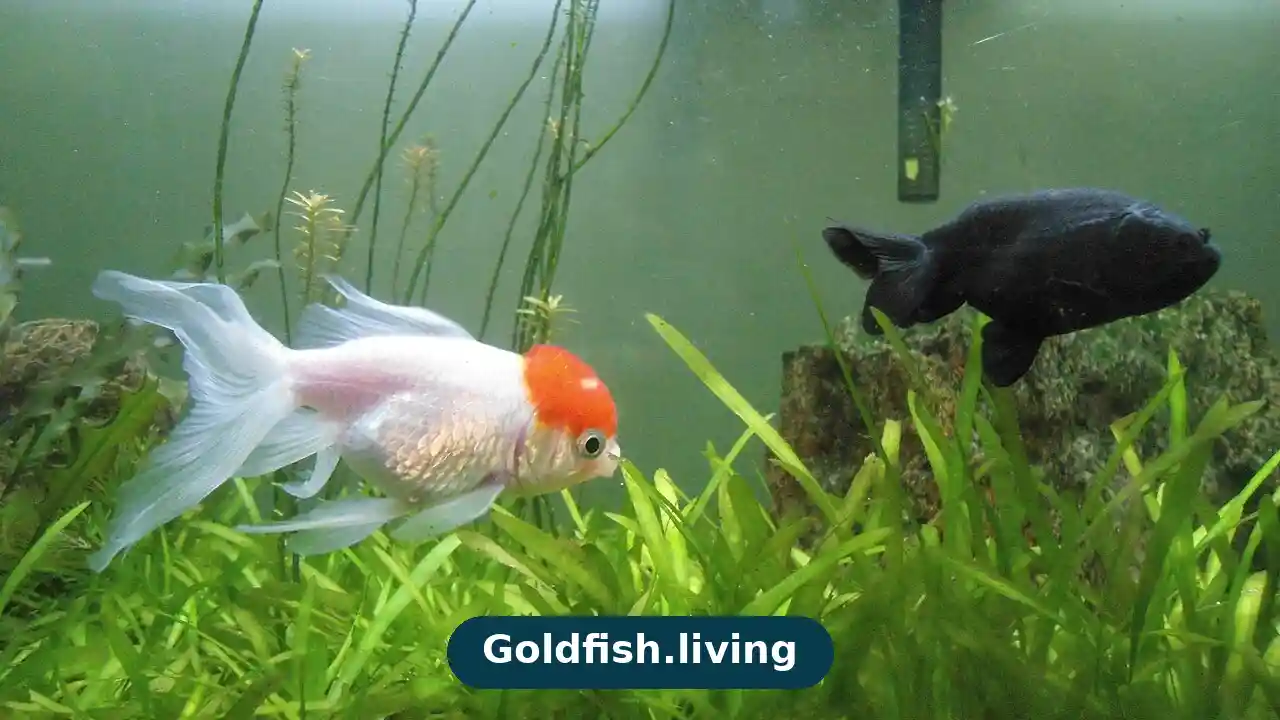 Goldfish Tank Mates: Safe Fish to Choose