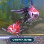 Why Do Goldfish Chase Each Other? Spawning, Play & Bullying Explained