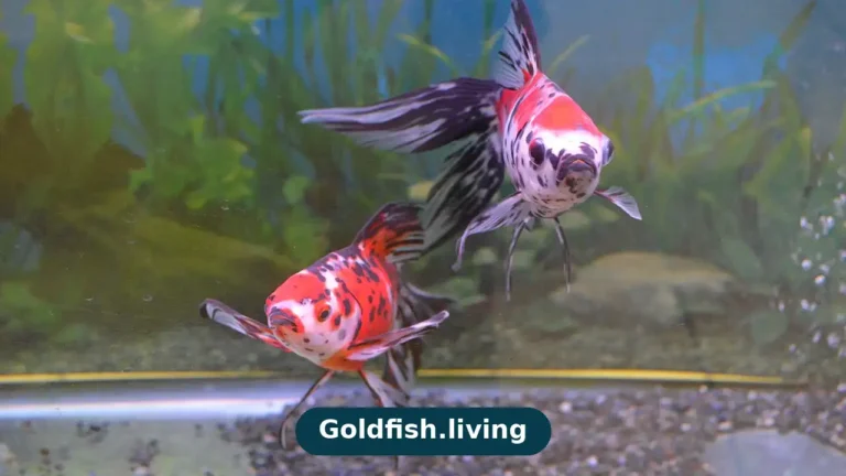 Why Do Goldfish Chase Each Other? Spawning, Play & Bullying Explained